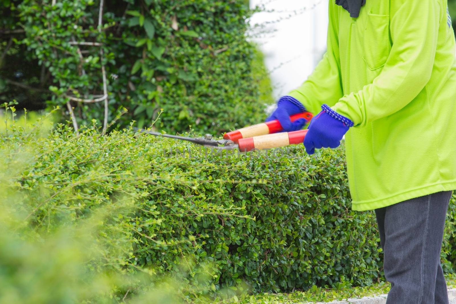 Blurred image of a man cutting green bush (motion blur image)