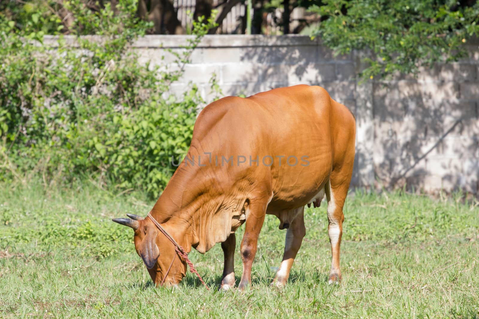 brown cow eating grass in a field in Thailand