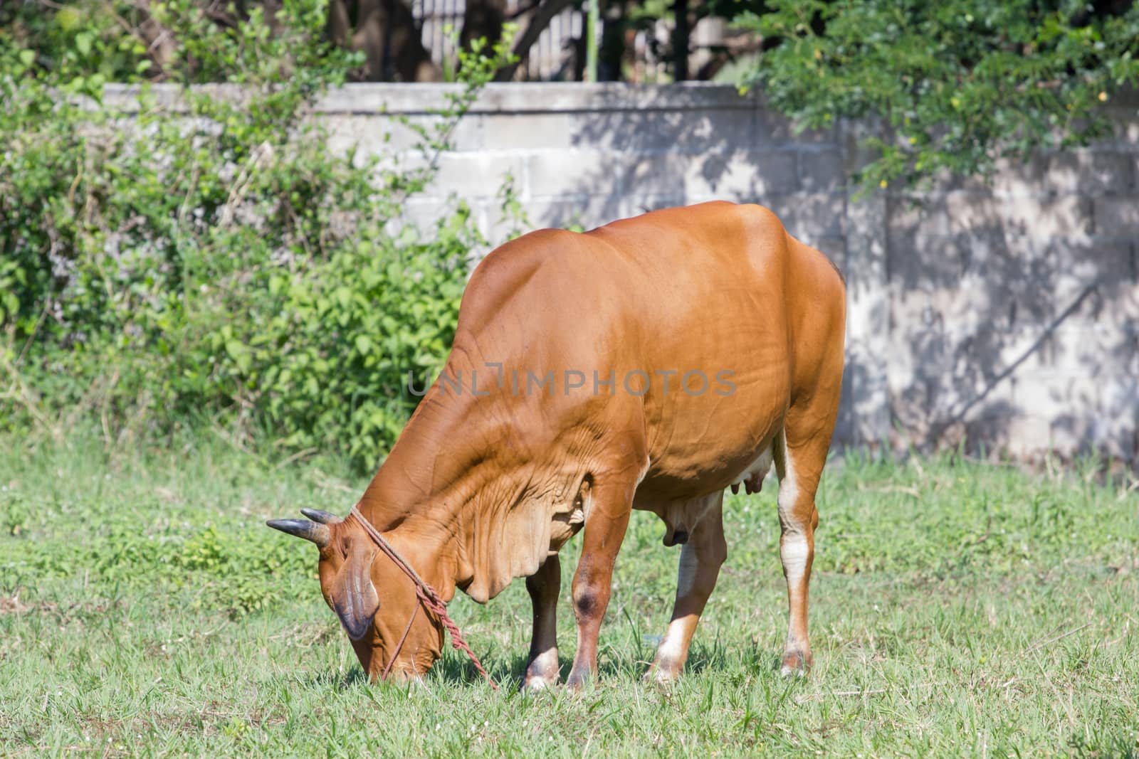 brown cow eating grass in a field in Thailand by a3701027