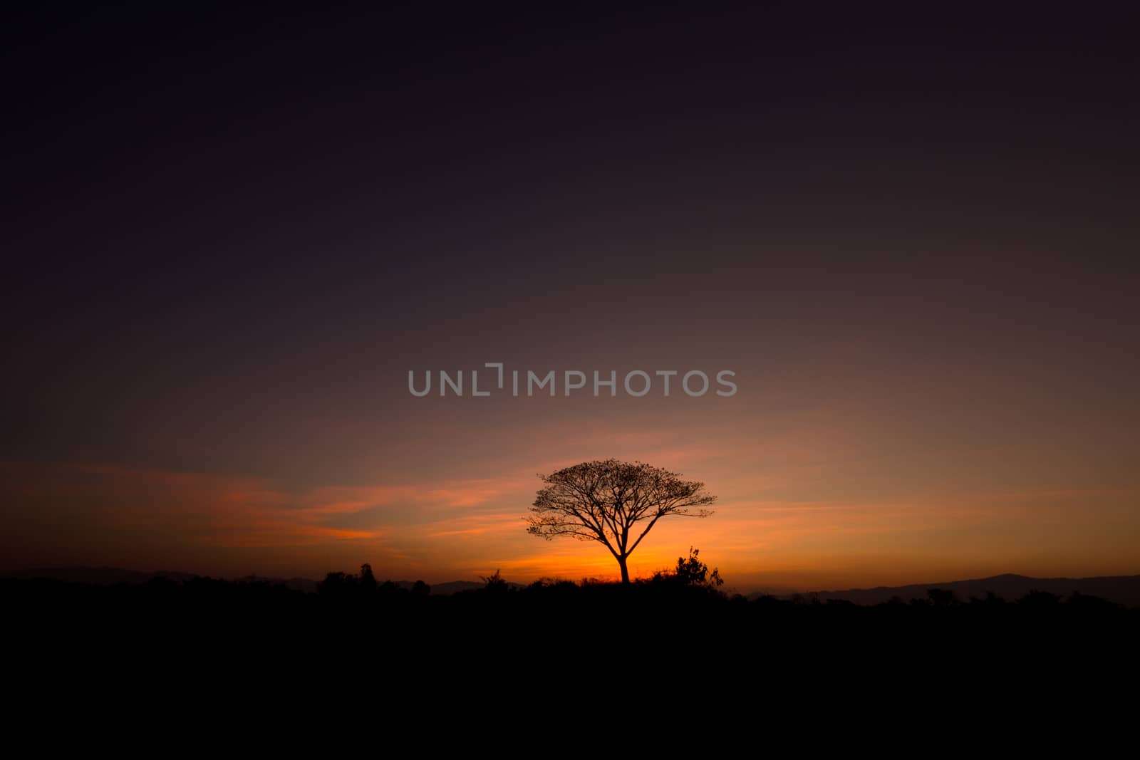 tree in silhouette style by a3701027