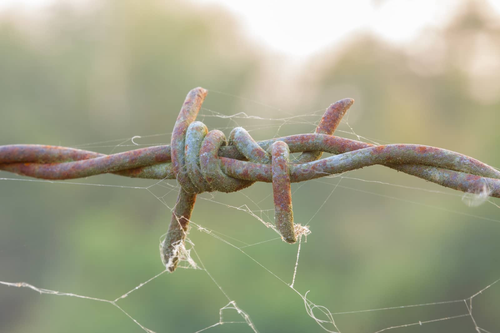rusty barbed wire with spiderweb