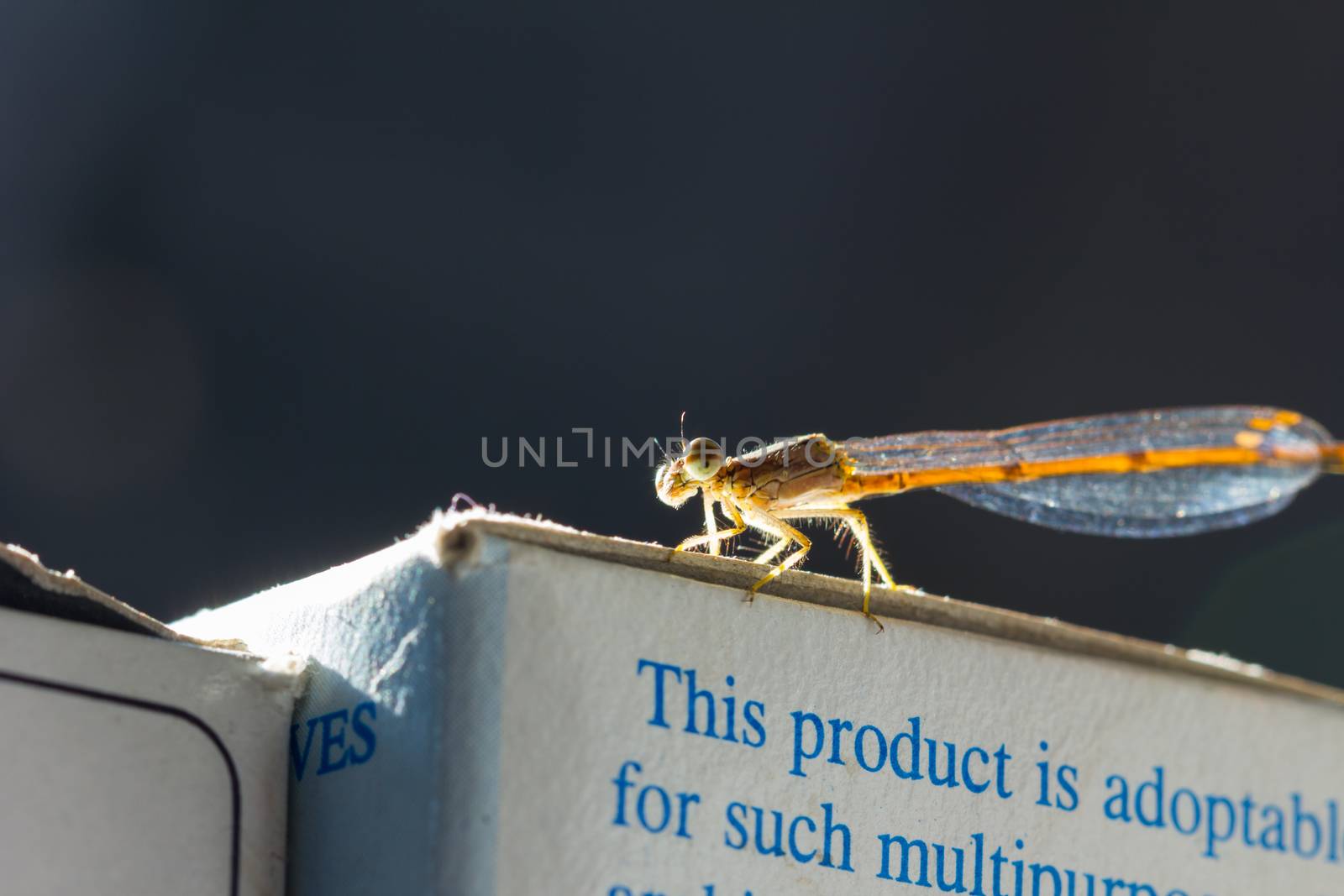 dragonfly on paper box, with copy space on background