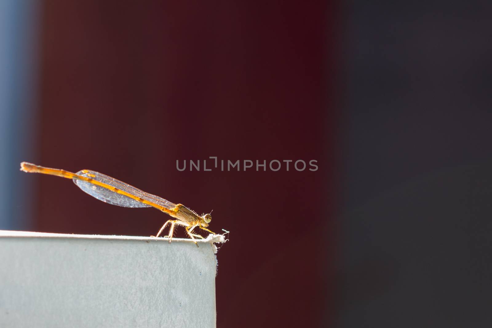 dragonfly on paper box, with copy space on background by a3701027