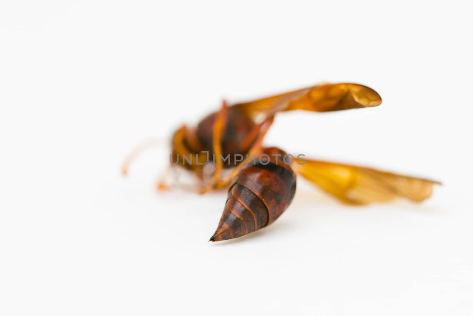 bottom of wasp isolated on white background in Thailand