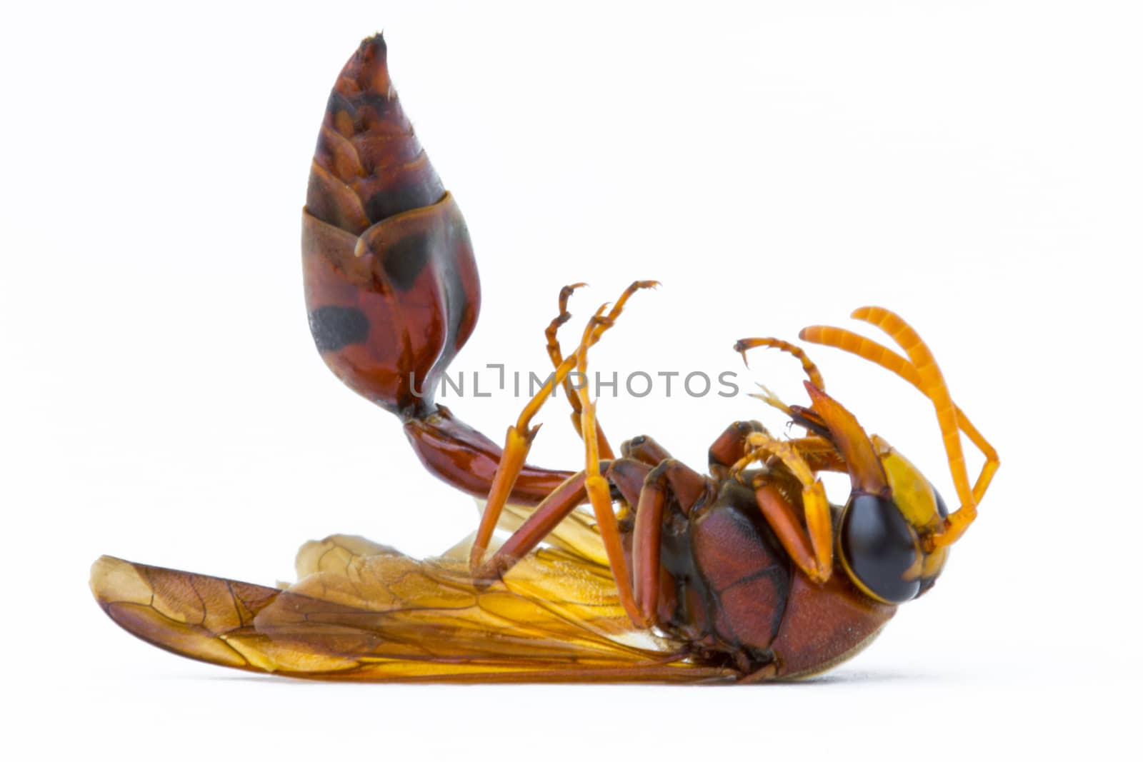 dead Thai brown wasp in white background