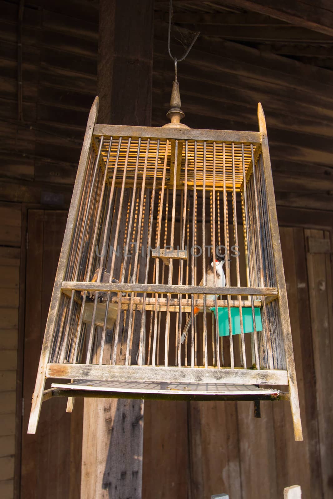 Thai style cage, woodpecker inside