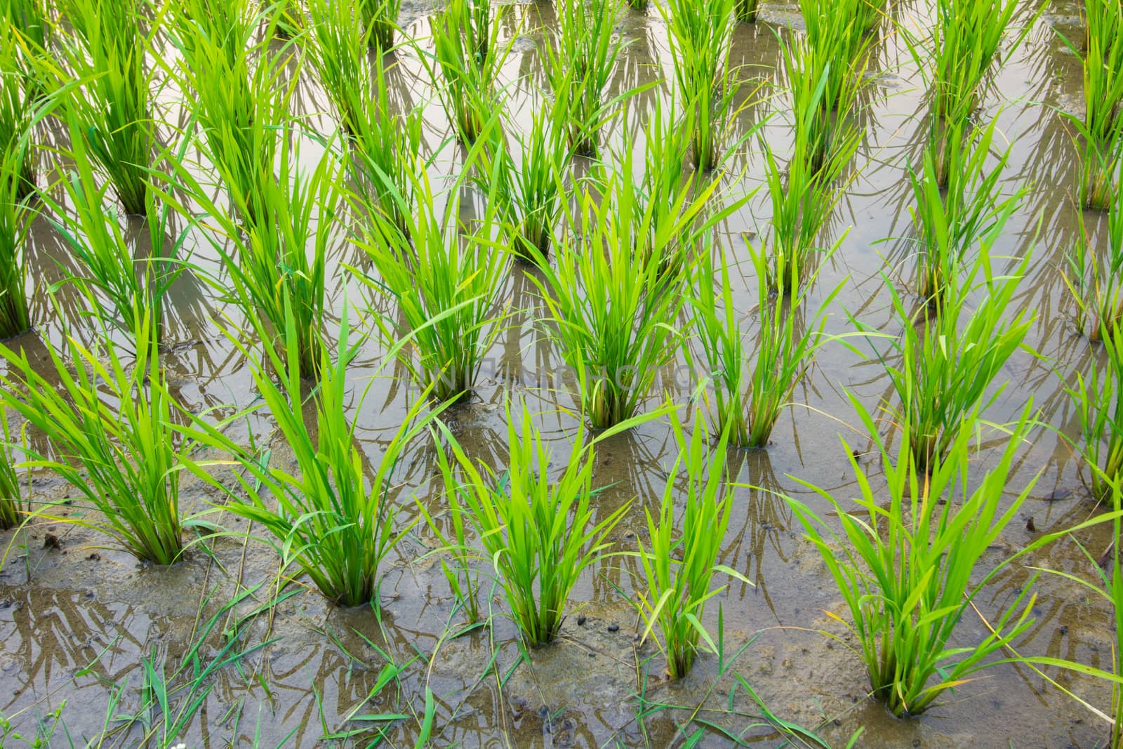 Paddy rice - Rice field