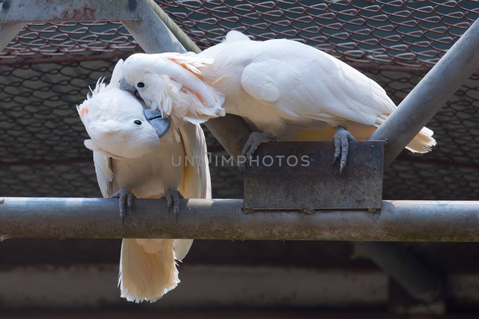 Two white cockatoos kiss together