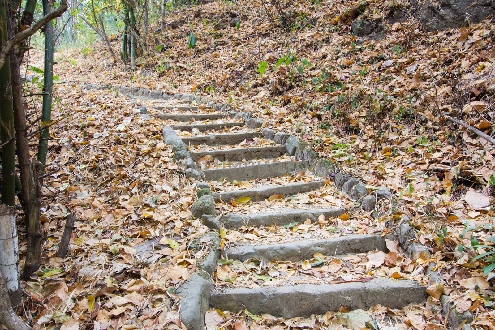 stairs going up hillside in forest