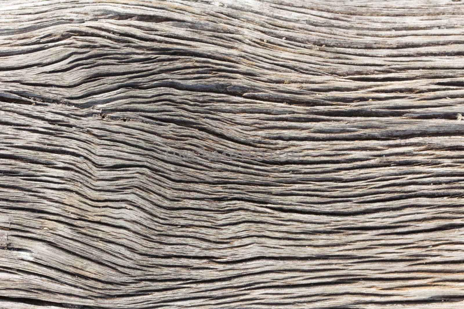Texture of brown dark wood background closeup