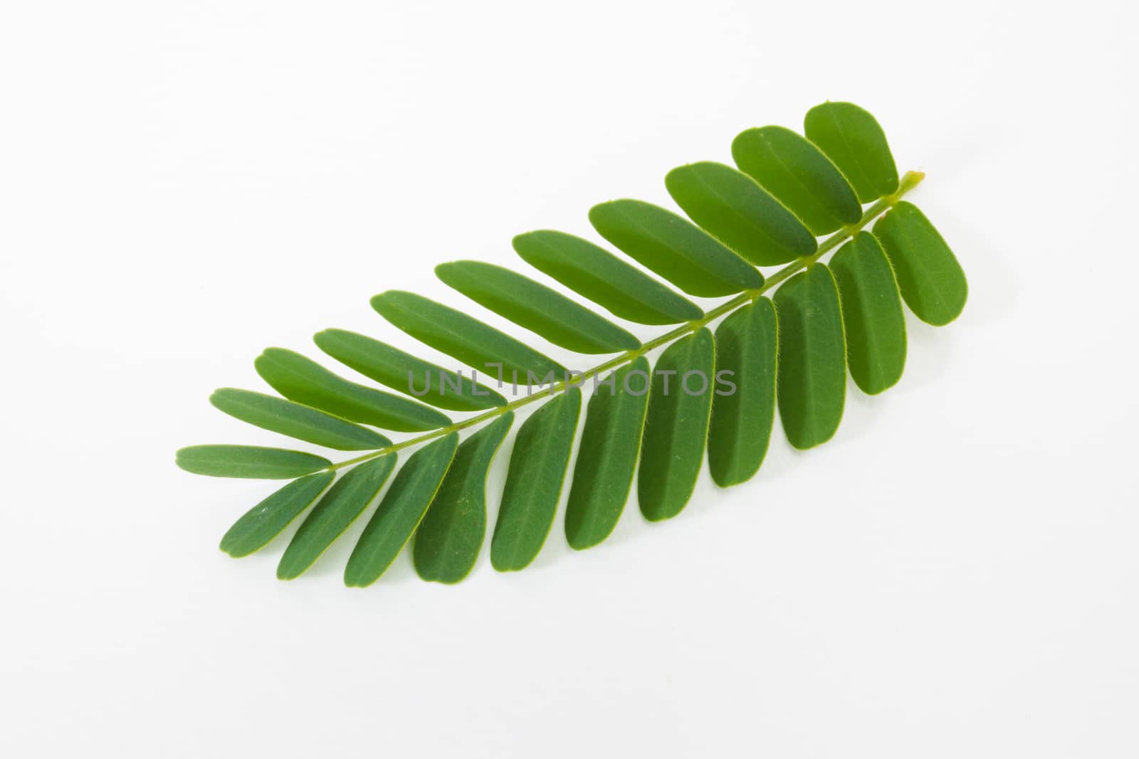 Tamarind leaf  by a3701027