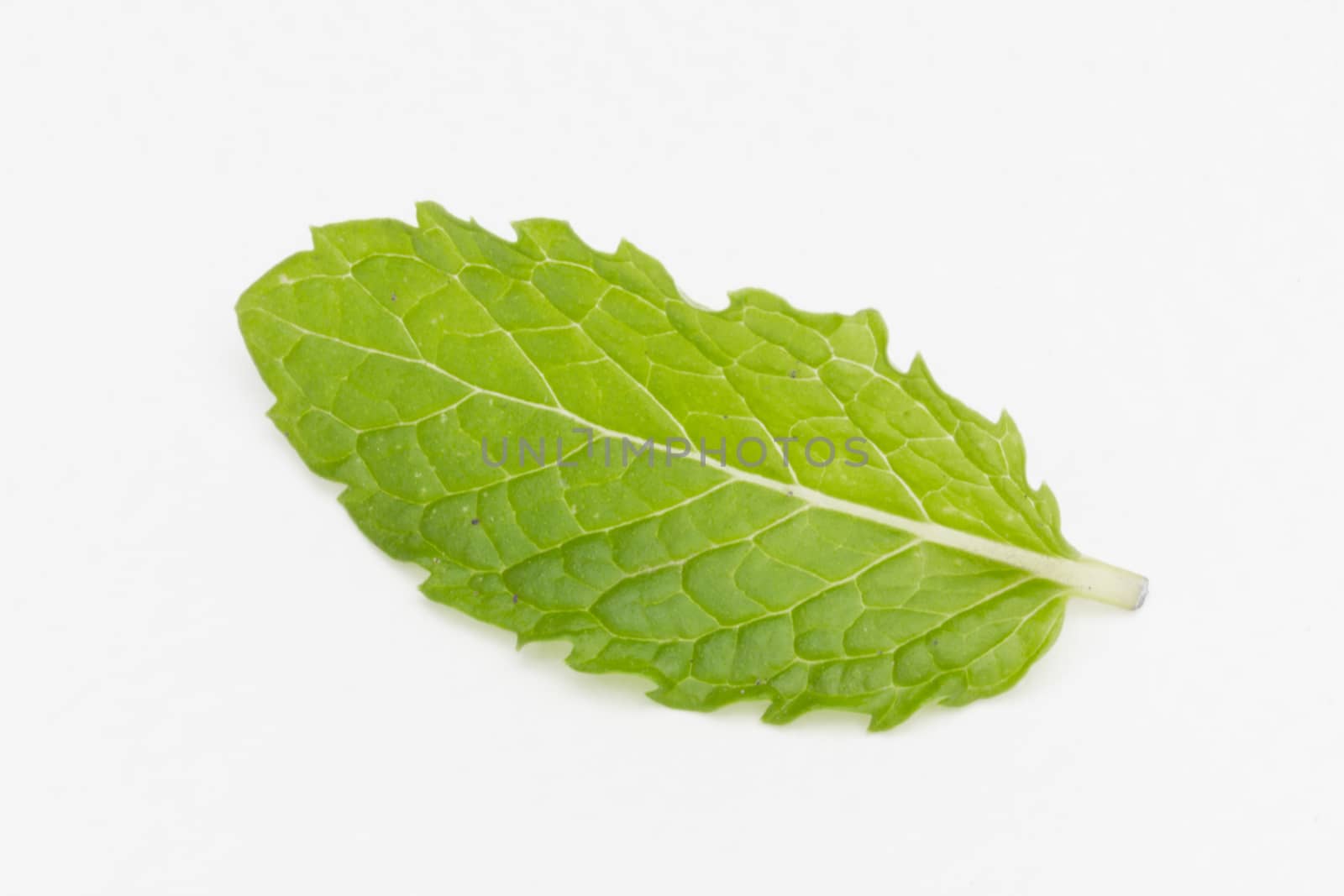 fresh mint leaf isolated on white background