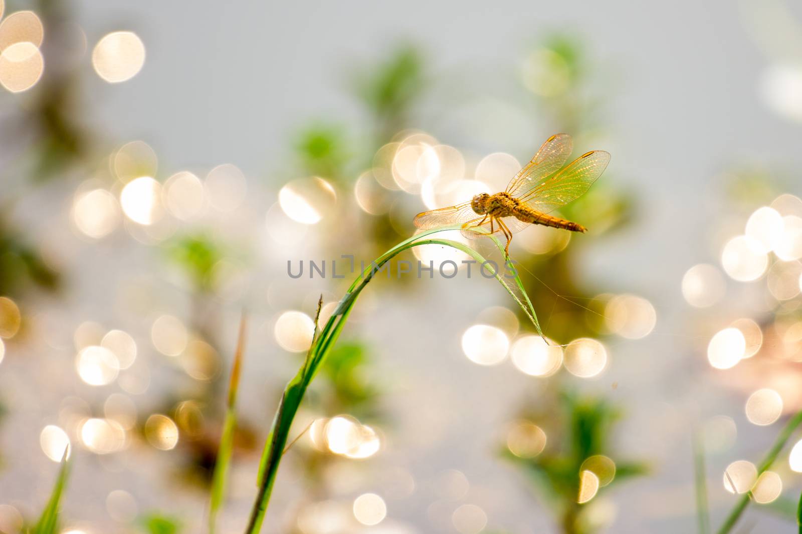 closeup of a orange dragonfly on Imperata Cylindrica grass with beautiful bokeh