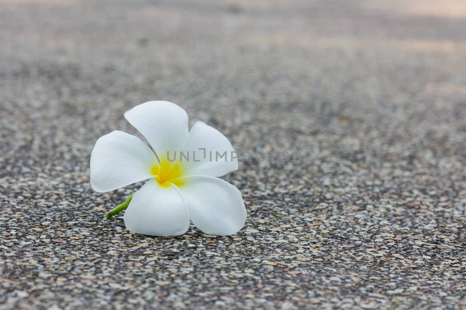 white plumeria by a3701027