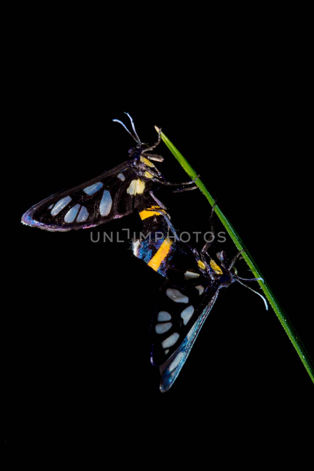 mating butterflies on blackground
