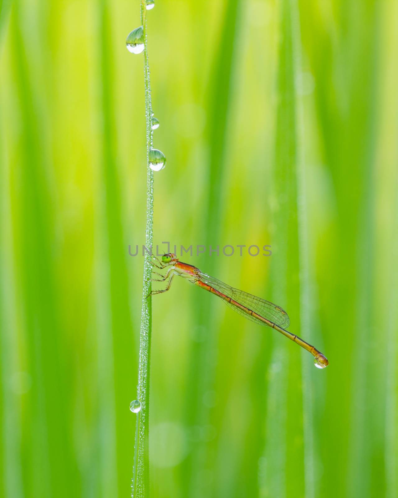 red dragonfly drinking dew in the morning in Thailand