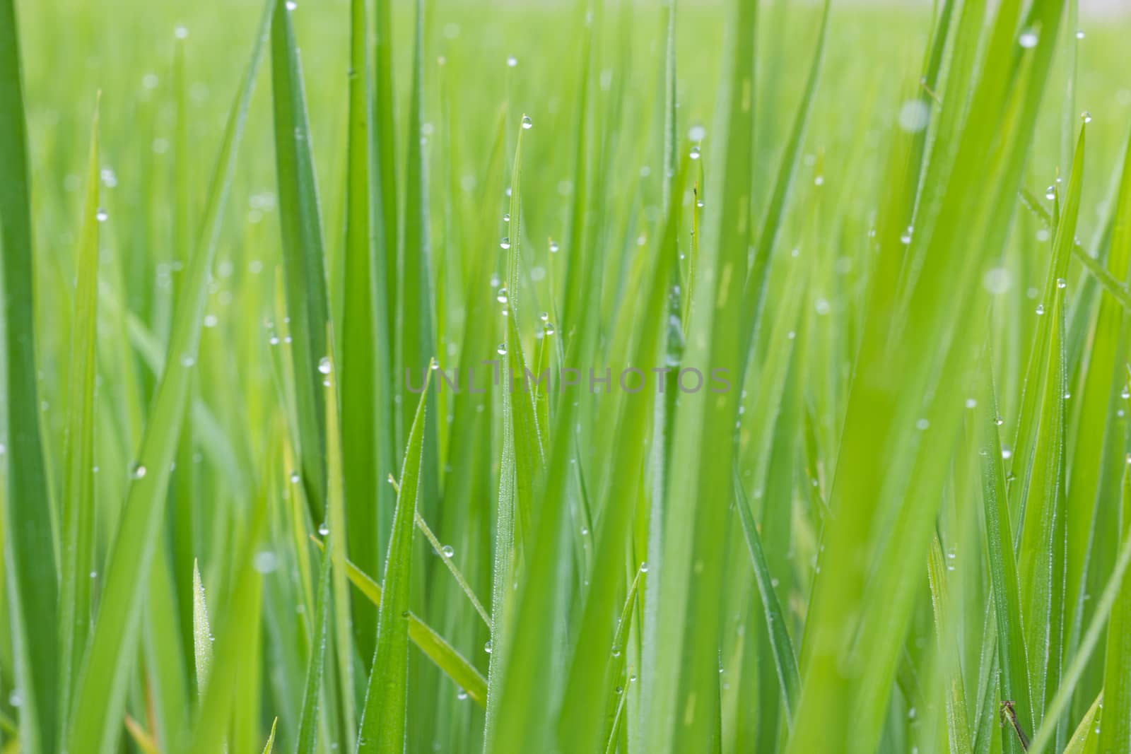 Dew on the leaves of rice