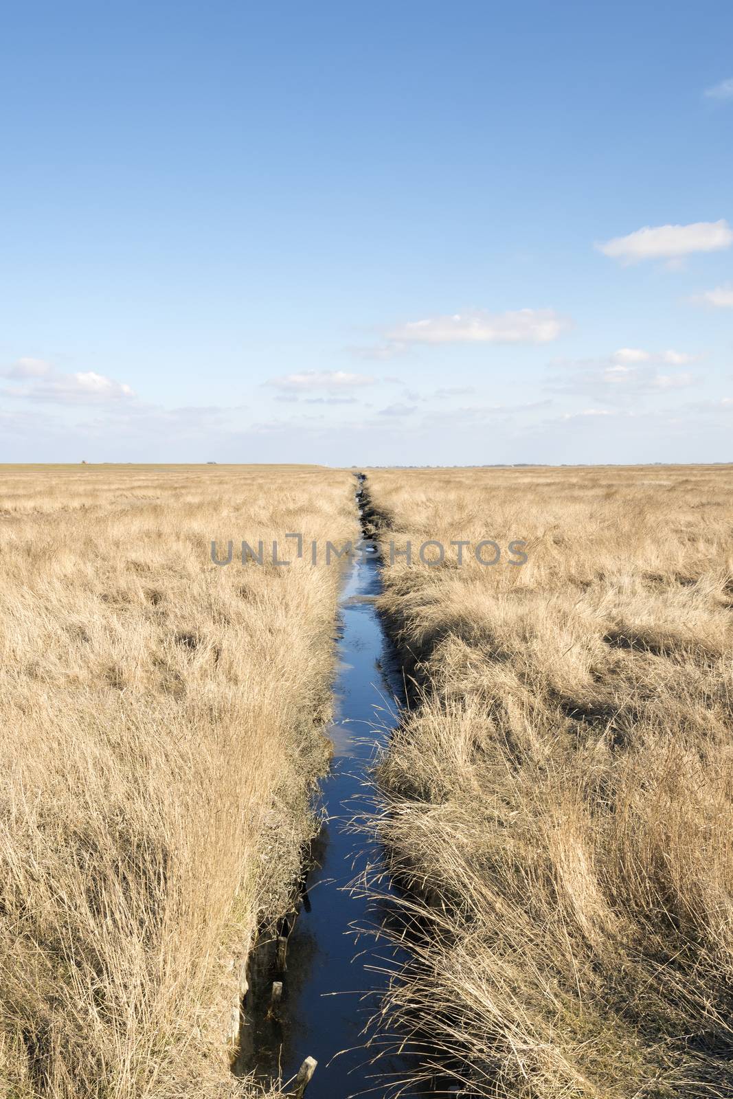 Dune grass and ditch in northern Germany on a sunny day with blue sky