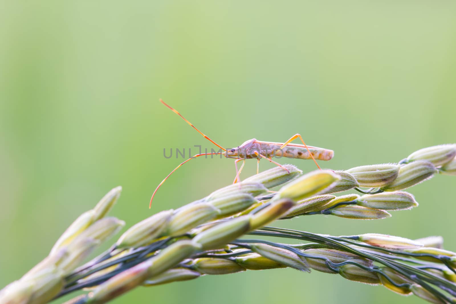 insect on an ear of rice by a3701027