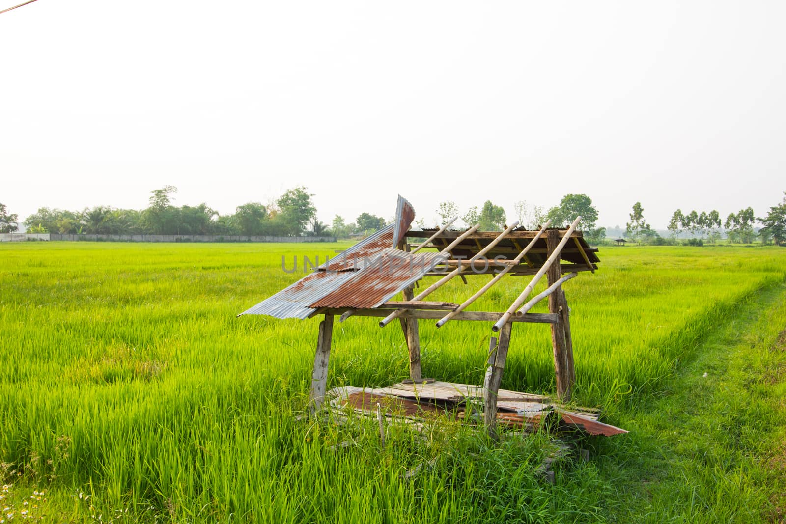 Abandoned wooden cottage among green rice field in Chiang Rai, Thailand