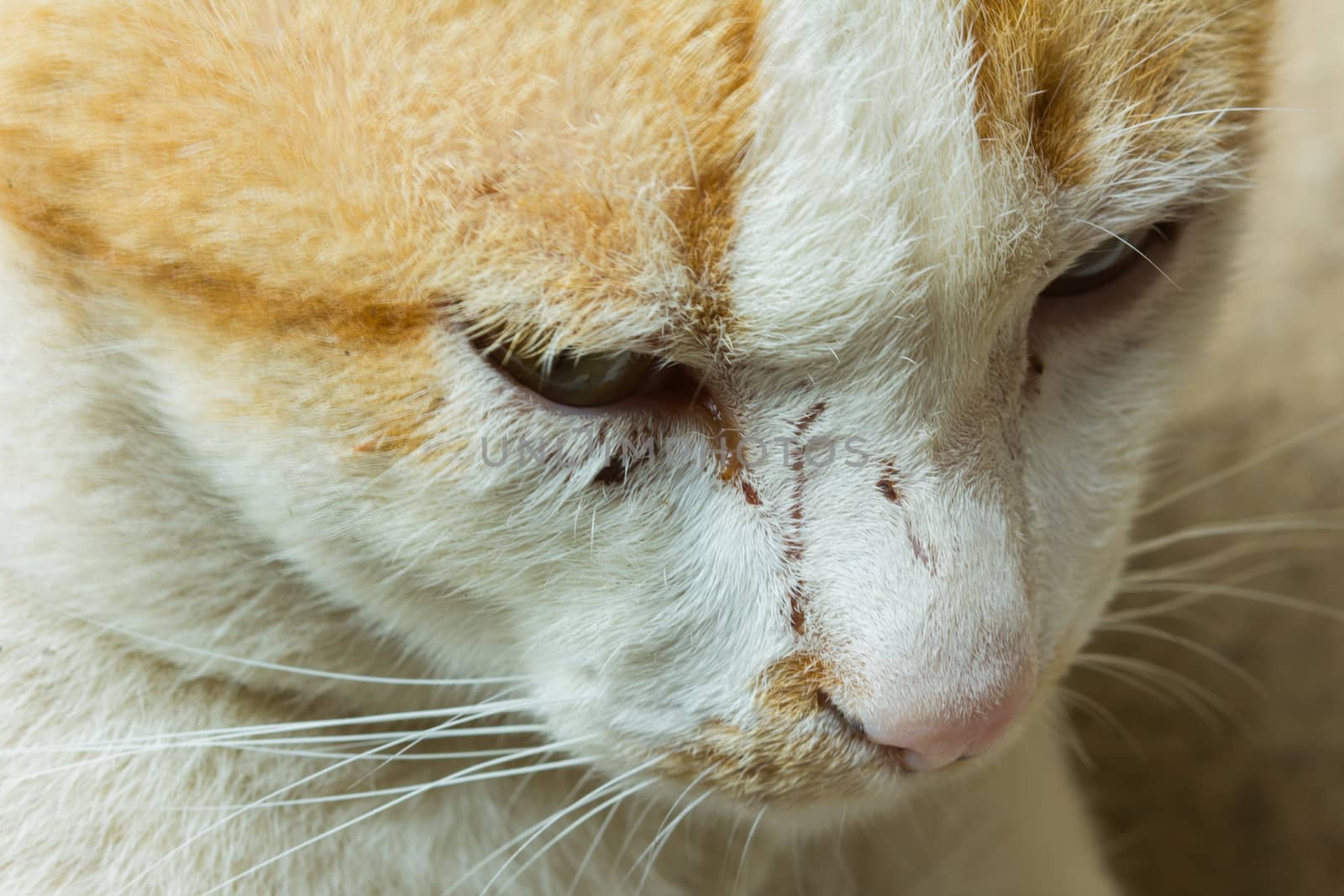 Closeup of tabby cat face in profile