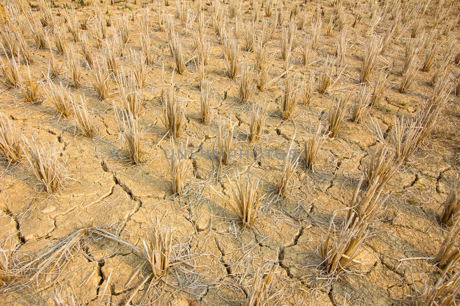 rice stubble with mudcrack in ricefield in Thailand
