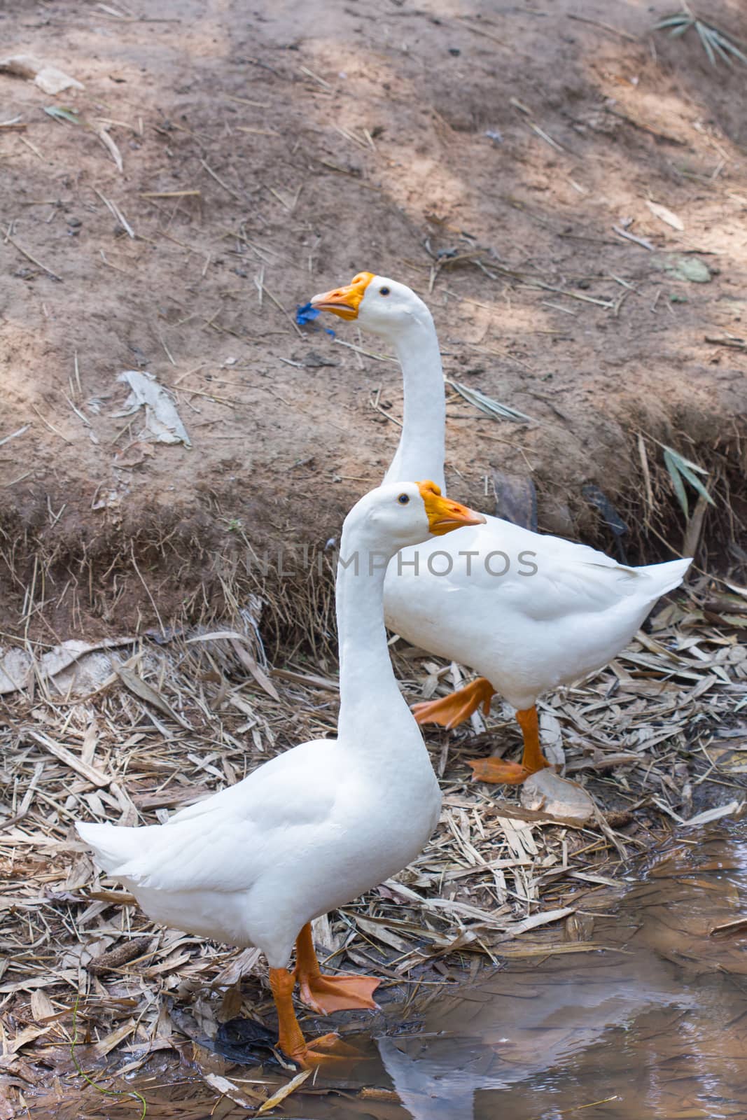 White geese by a3701027