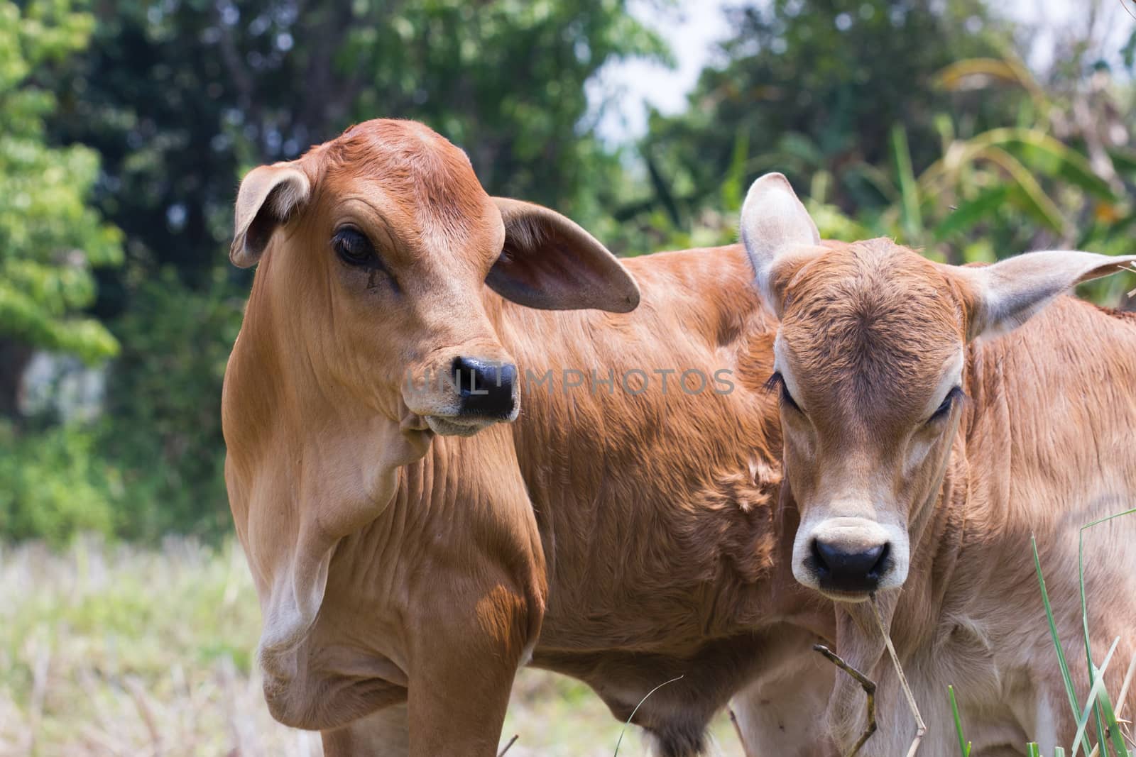 young brown oxen in a field in Thailand