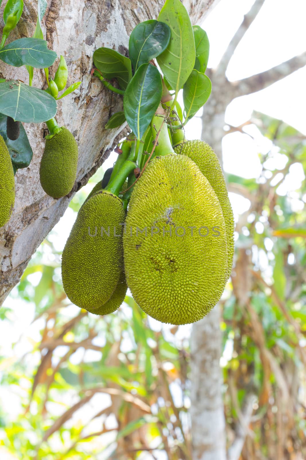 Jackfruit on tree