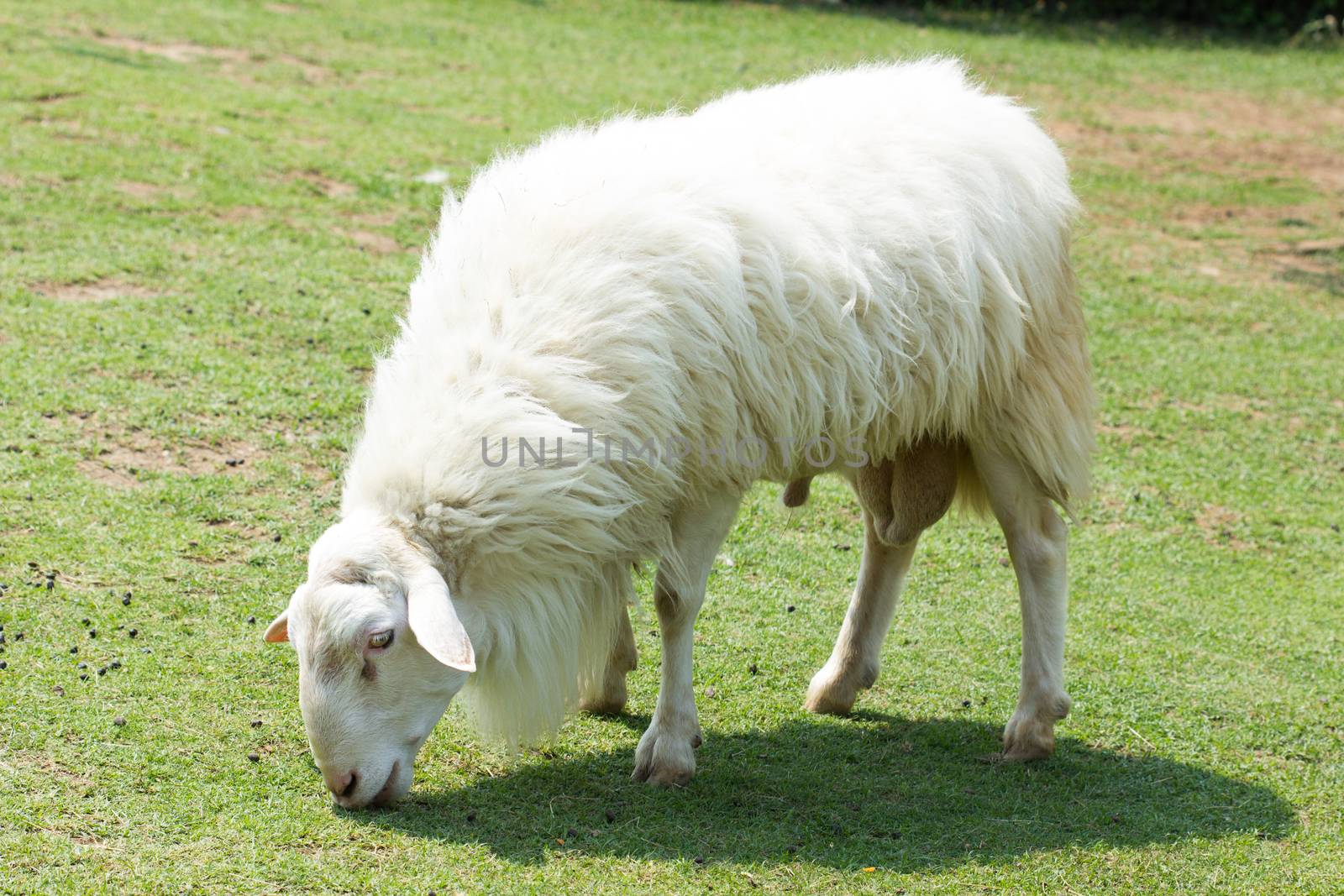 White Woolly Sheep Grazing in a field in Thailand