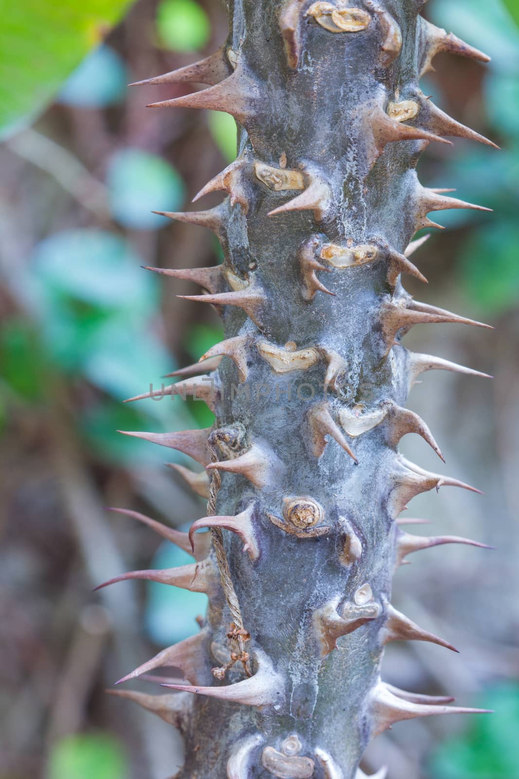 Closeup view of the stem of 'Euphorbia Milii'