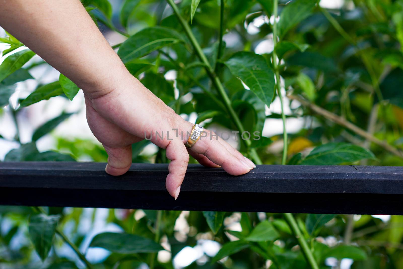 man's hand with expensive ring on banister with background of green leaves