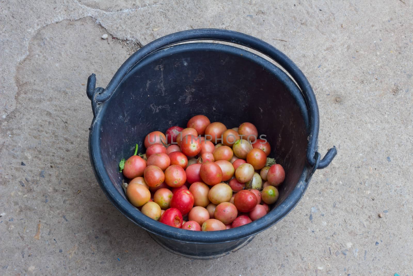 tomatoes in black bucket on floor of concrete