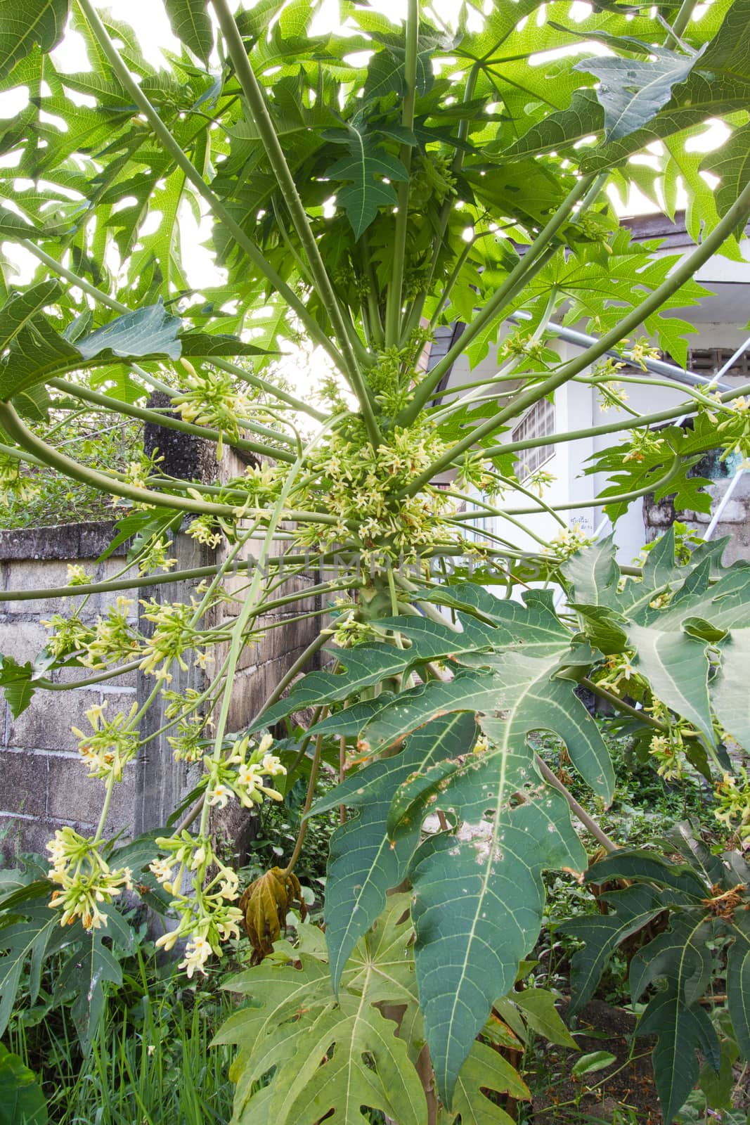 male papaya tree with its flowers by a3701027