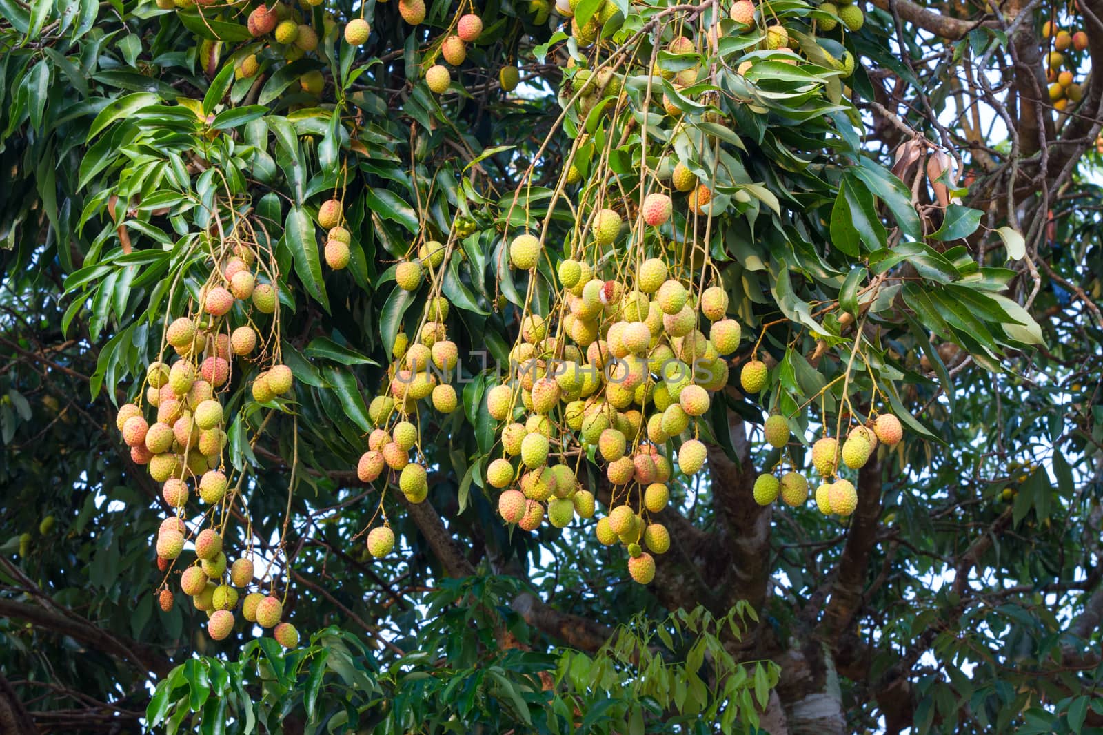 young Fresh lychees on tree