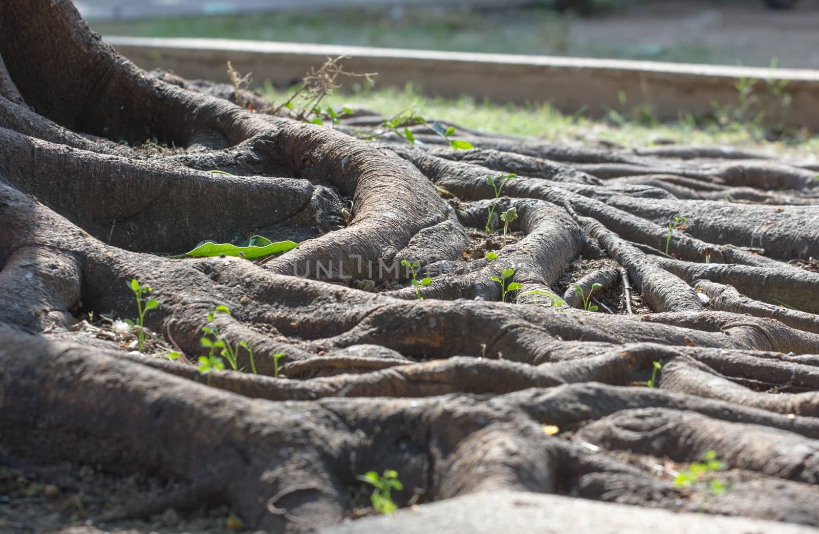 Strong roots of old trees in Thailand by a3701027