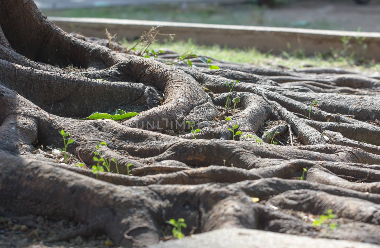 Strong roots of old trees in Thailand