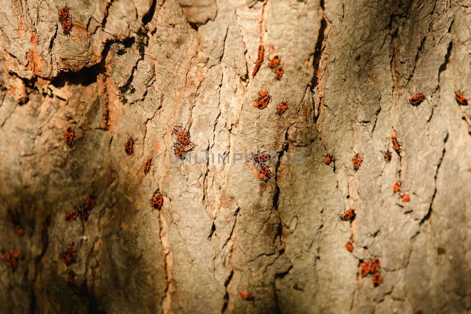 Grunge wood texture with bugs. Closeup. Autumn day