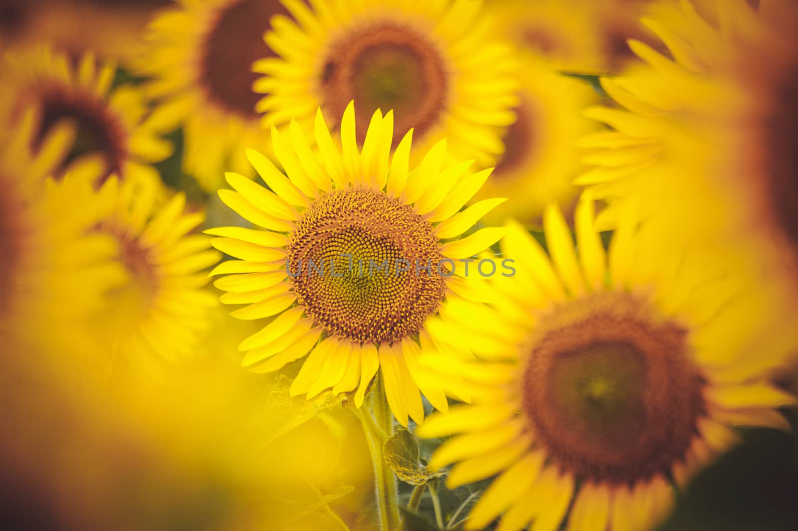 group of  yellow sunflowers in field close up 