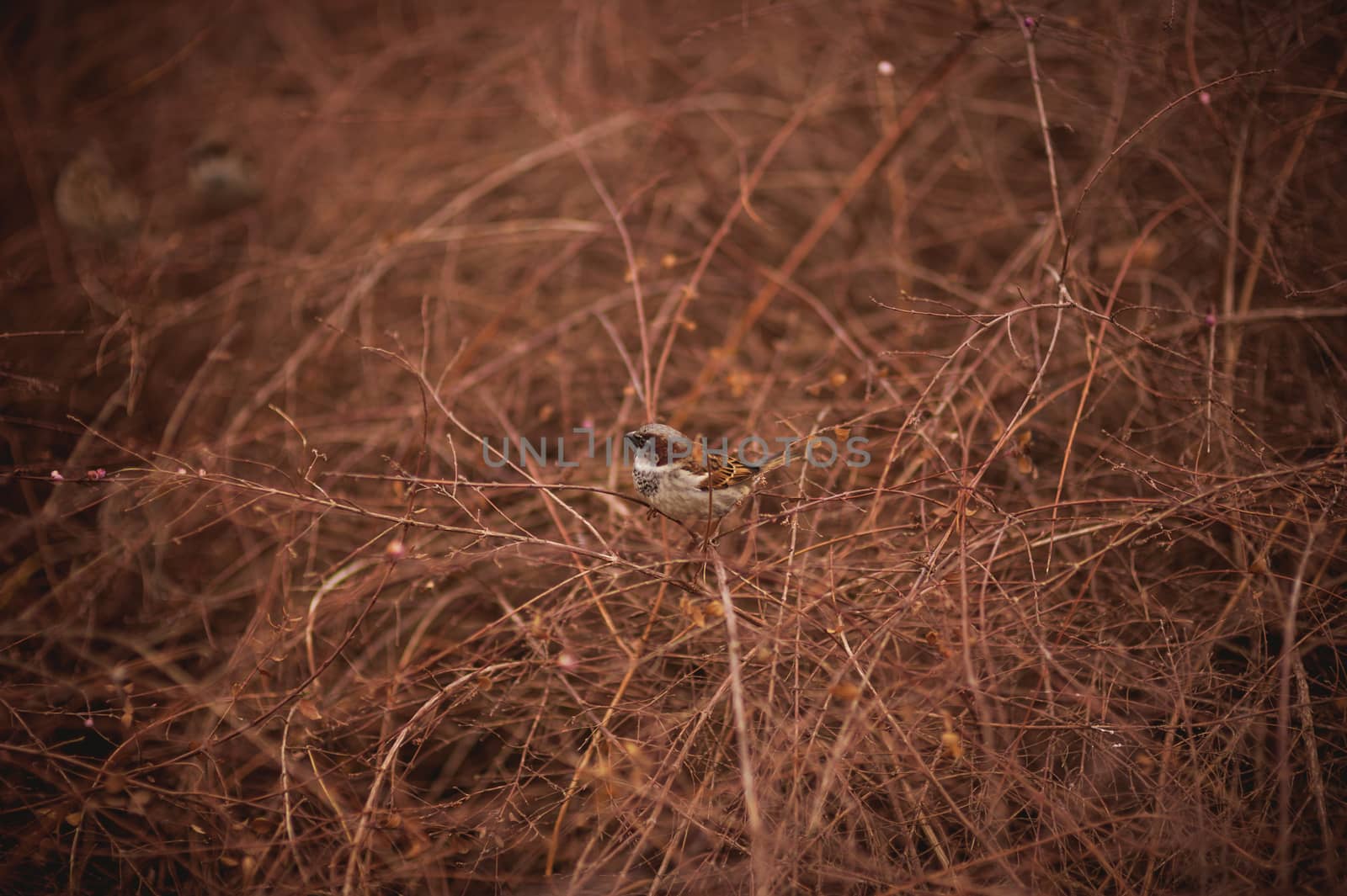one sparrow bird in bush without leafs 