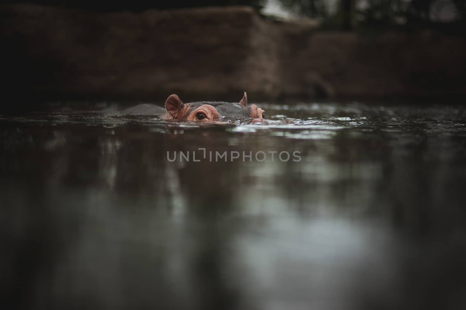 hippo holding head above water in lake