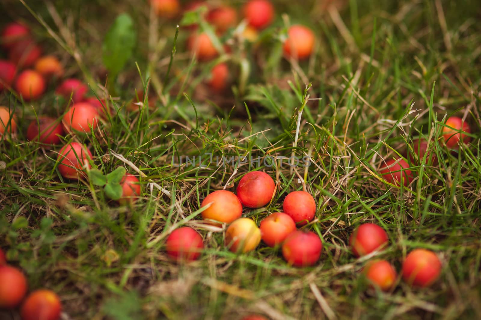 wild yellow plum in grass by fesenko