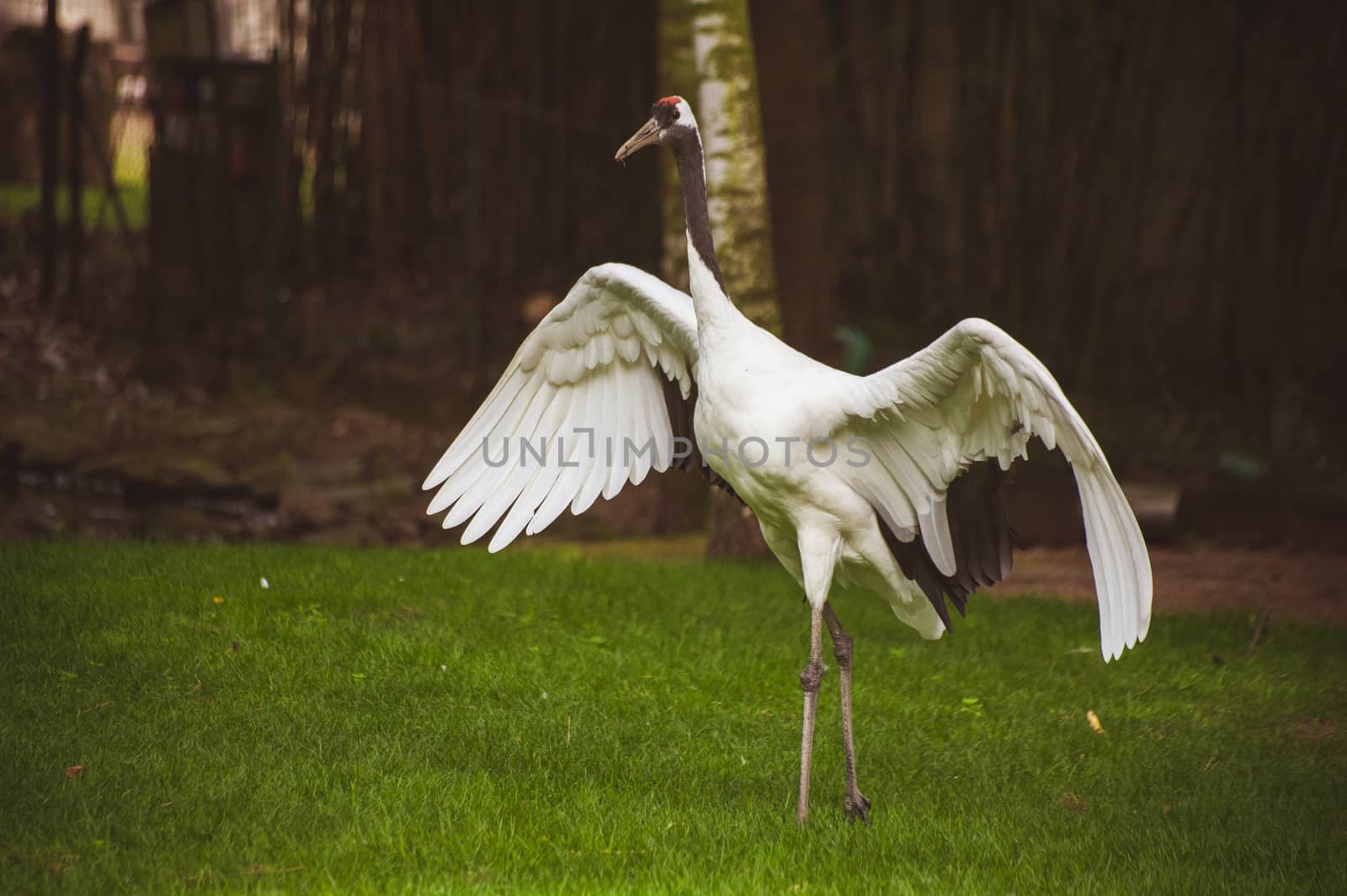 stork bird with wide open wings  by fesenko