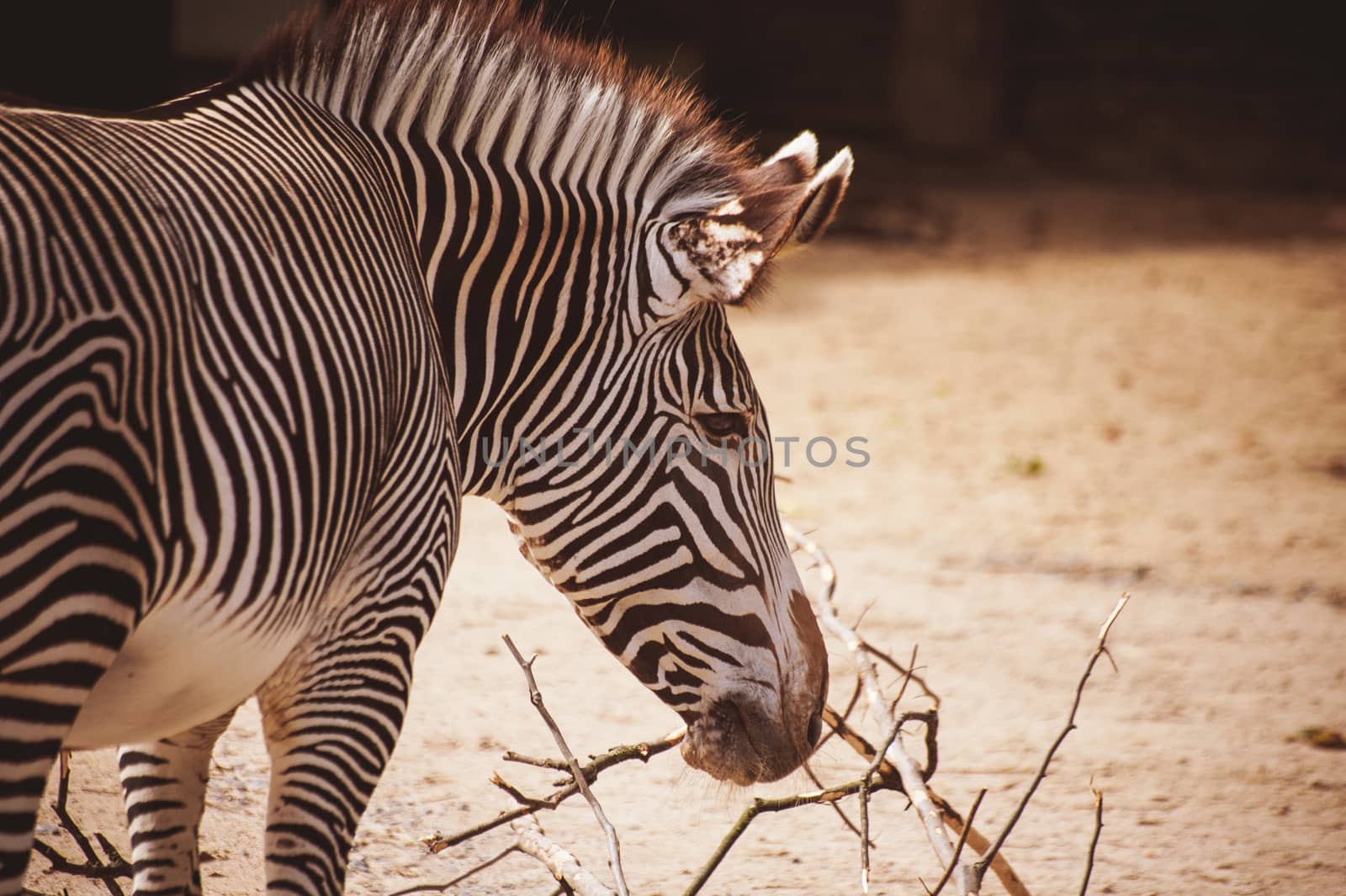 Portrait of a young zebra in zoo