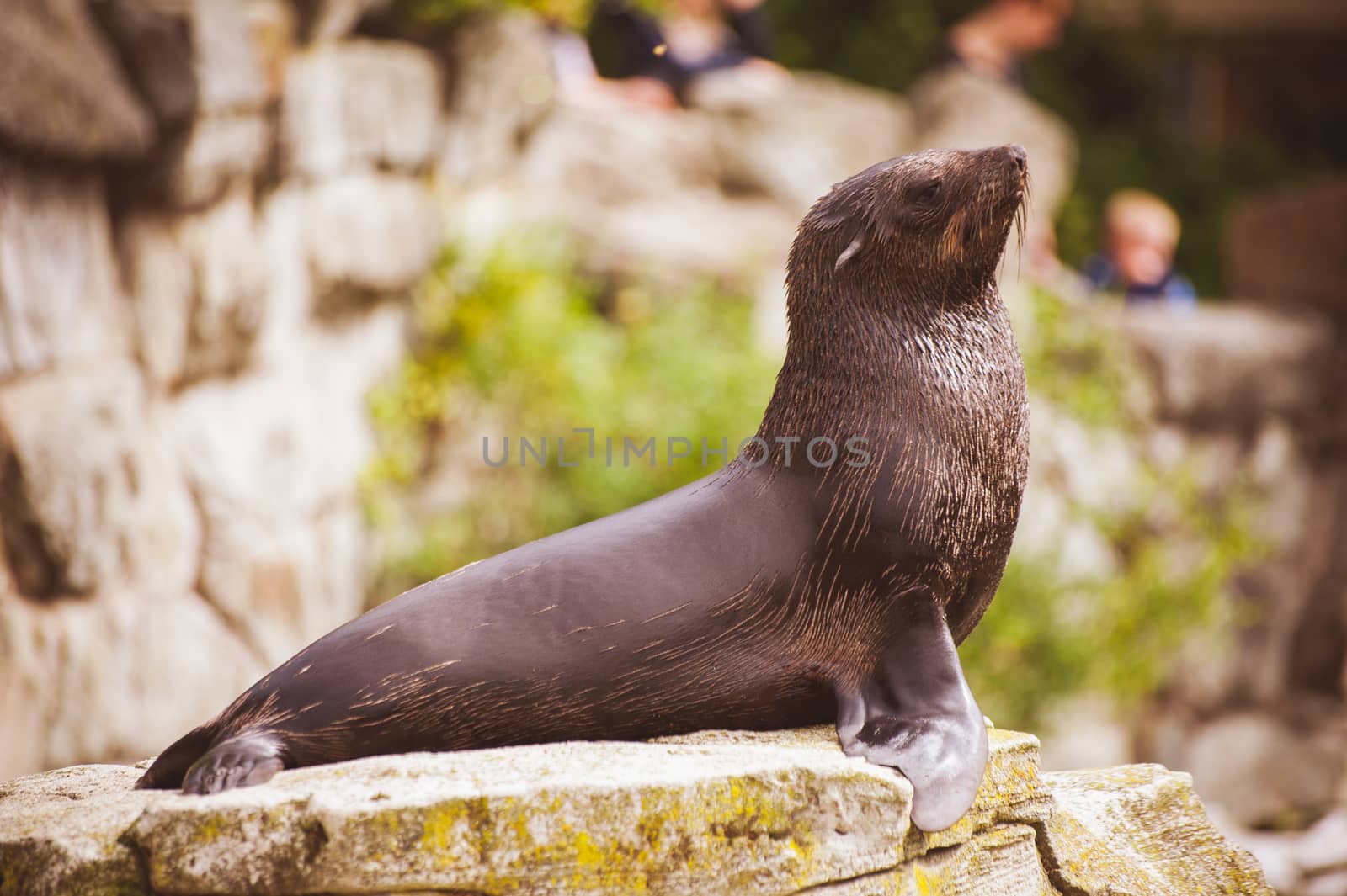 sea lion seal posing on rock by fesenko