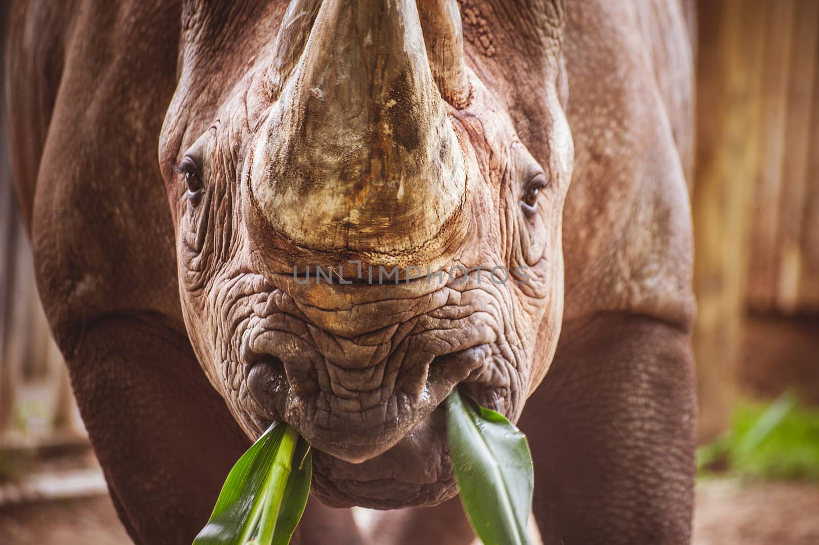 old rhino portrait while eating  in zoo