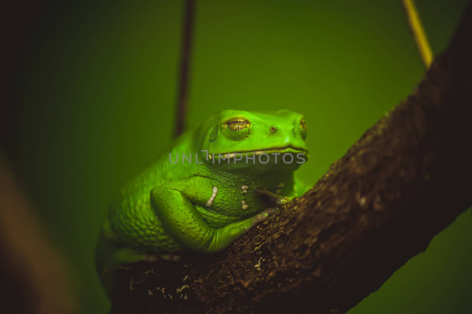 green frog sleeping on branch close up 