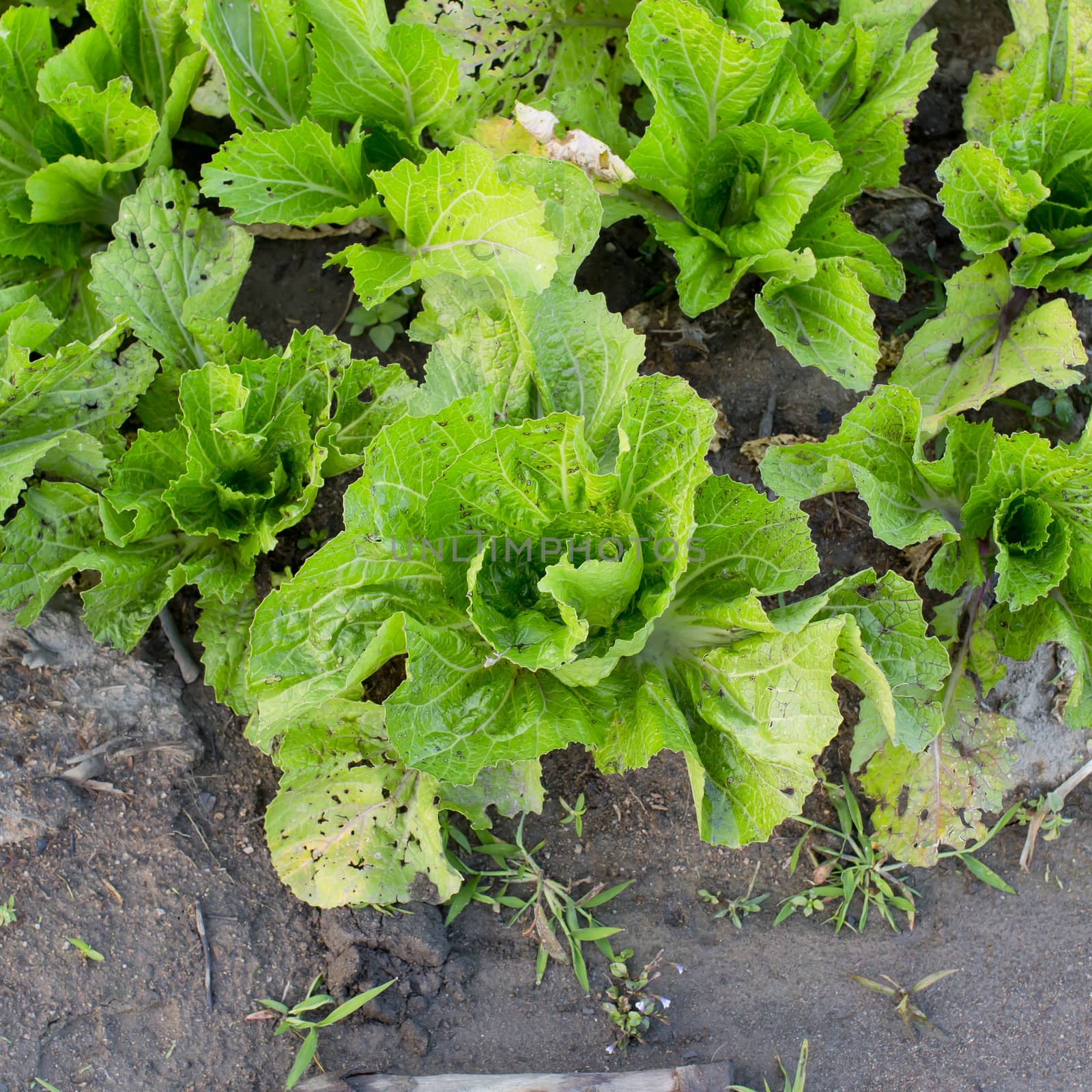 Agricultural industry. Growing salad lettuce on field by art9858