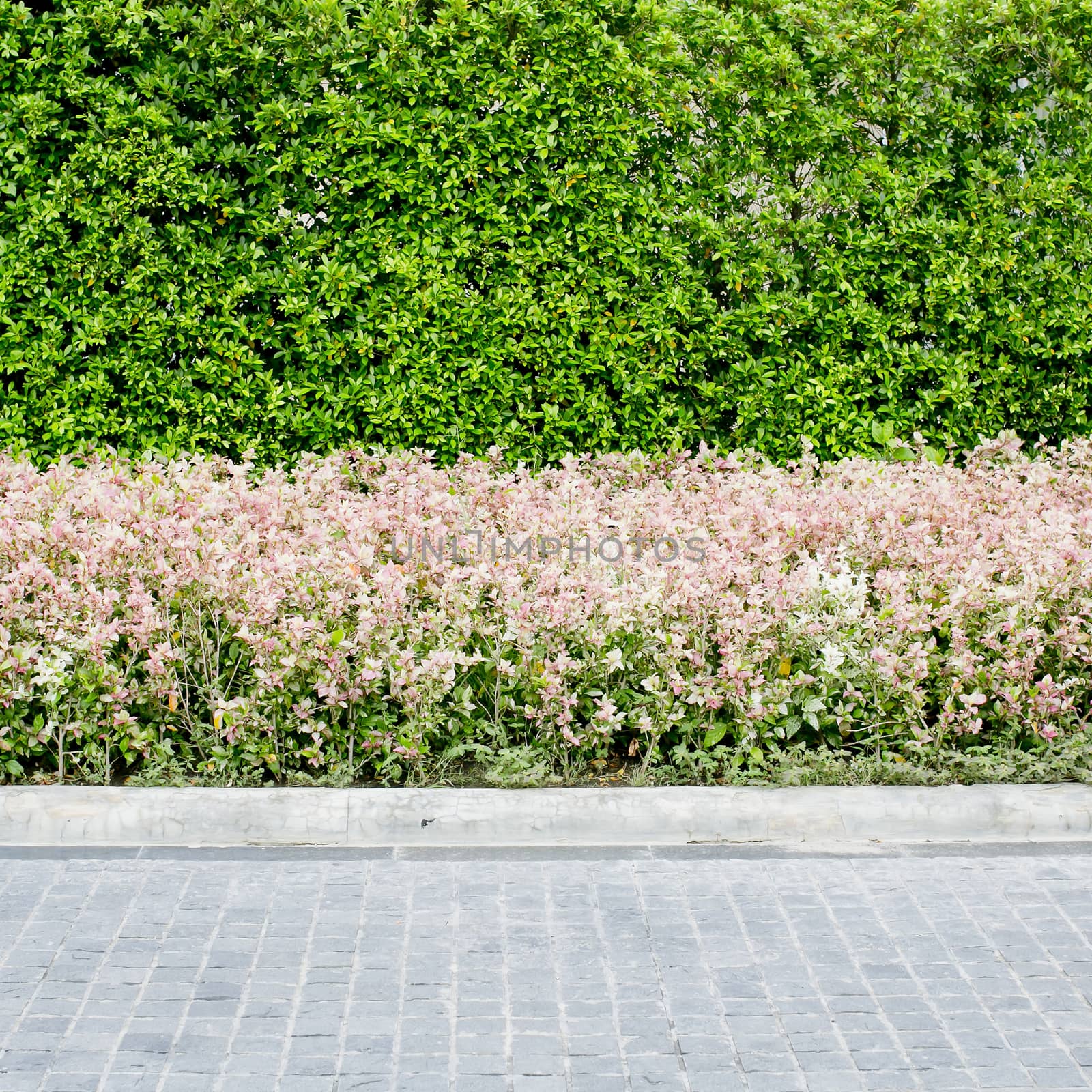 walkwayand pink flowers with green plants background