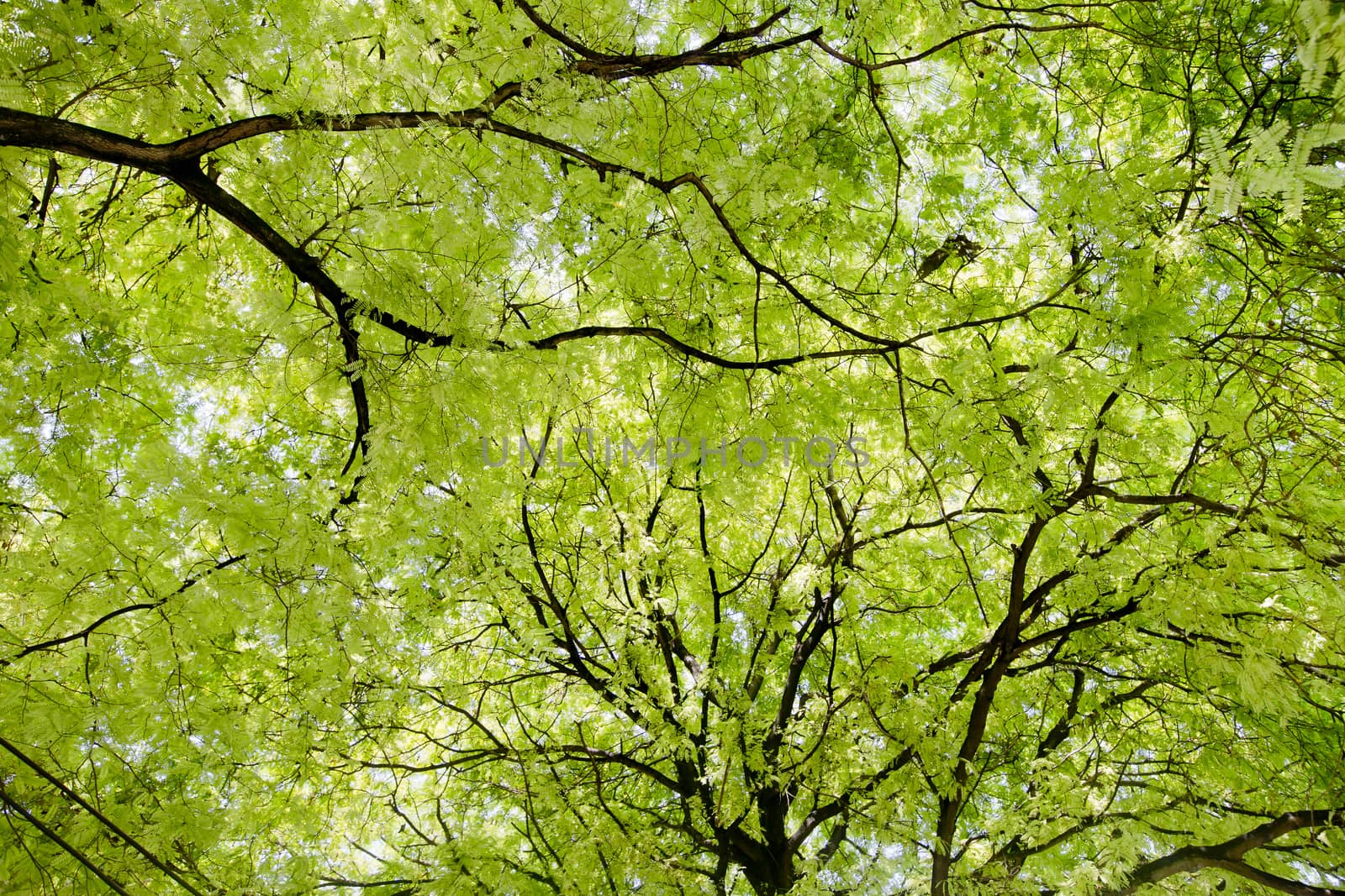 Green tree background, texture